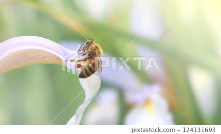 Honey bee and beautiful iris flower, on blurred natural background summer season, banner, beauty in nature. Honey bee and beautiful iris flower, on blurred natural background summer season, banner, beauty in nature. 124131693