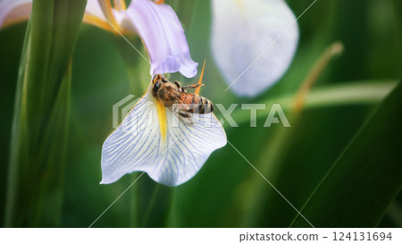 Honey bee and beautiful Iris flower, spring summer season, wild natural landscape, banner, beauty in nature. Honey bee on Iris flower collecting pollen. Honey bee and beautiful Iris flower, spring summer season, wild natural landscape, banner, beauty in nature. Honey bee on Iris flower collecting pollen. 124131694