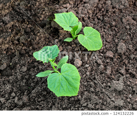 Sprout of cucumber. Seedling of cucumbers . Sprout of cucumber. Seedling of cucumbers . 124132226