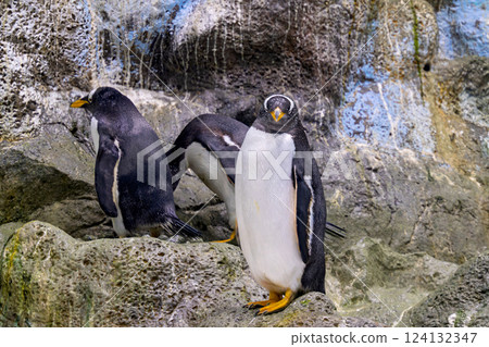 penguins at the zoo 124132347