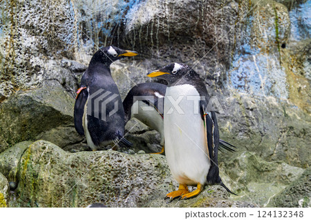 penguins at the zoo penguins at the zoo 124132348