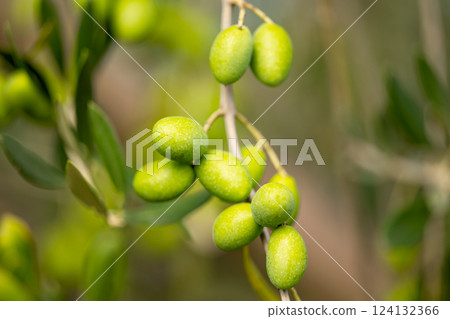 olive trees with green olives 124132366