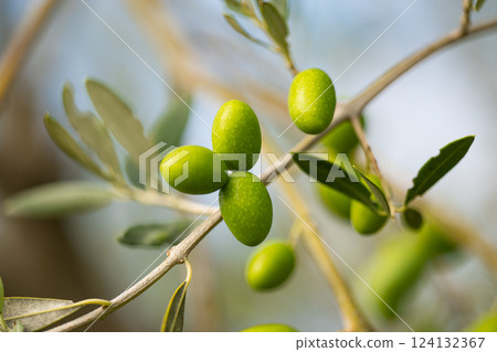 olive trees with green olives olive trees with green olives 124132367
