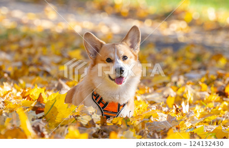 Corgi Pembroke in Autumn Park Corgi Pembroke in Autumn Park 124132430