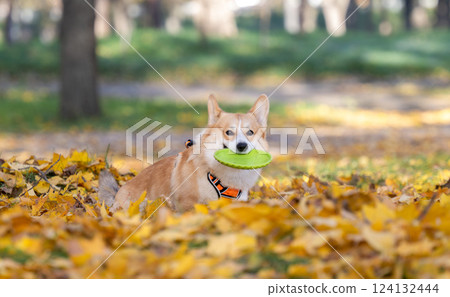 Corgi Pembroke in Autumn Park 124132444