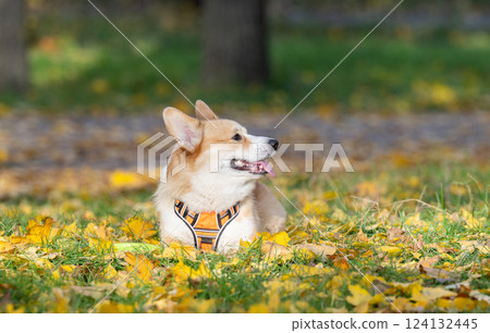 Corgi Pembroke in Autumn Park 124132445