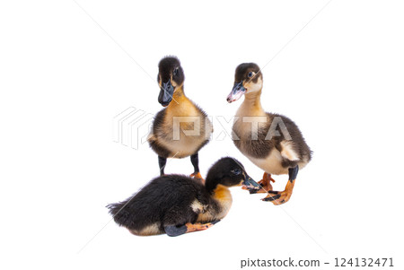 gosling isolated gosling isolated 124132471