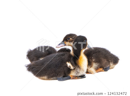 gosling isolated 124132472