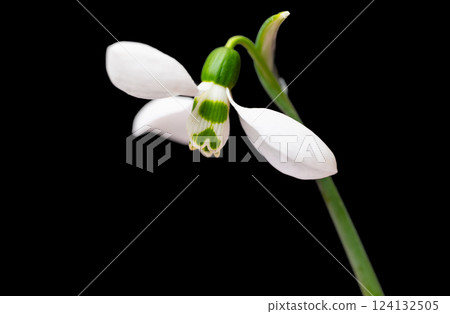 snowdrops close-up snowdrops close-up 124132505