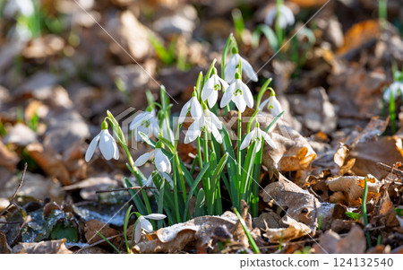 snowdrops first spring flowers snowdrops first spring flowers 124132540
