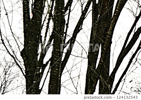 Spring light in the zelkova grove Spring light in the zelkova grove 124132543