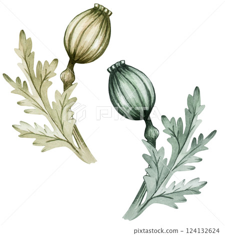 Poppy, leaves, green, petal, bud watercolor set illustration isolated background, wedding, greeting, invitation card Poppy, leaves, green, petal, bud watercolor set illustration isolated background, wedding, greeting, invitation card 124132624
