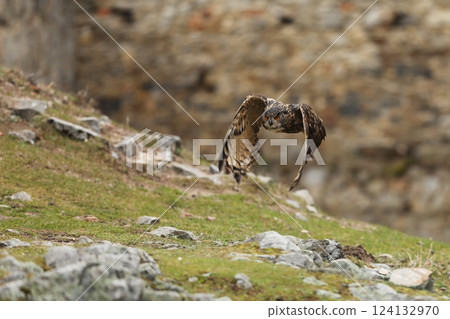 Flying Eurasian Eagle Owl, Bubo bubo, with open wings in rock habitat, old stone wall in background. Bird flight. Flying Eurasian Eagle Owl, Bubo bubo, with open wings in rock habitat, old stone wall in background. Bird flight. 124132970