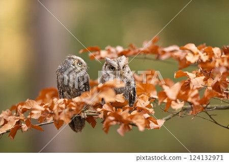 Scops Owl, Otus scops, pair of little owl in the nature habitat, sitting on the tree branch between leaves. Wildlife scene from nature Scops Owl, Otus scops, pair of little owl in the nature habitat, sitting on the tree branch between leaves. Wildlife scene from nature 124132971