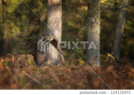Flying Eurasian Eagle Owl, Bubo bubo, with open wings in autumn forest habitat. Bird flight. Flying Eurasian Eagle Owl, Bubo bubo, with open wings in autumn forest habitat. Bird flight. 124132972