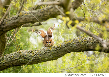 Flying Tawny Owl, Strix aluco, with nice green forest in the background. Action wildlife scene from Czech republic. Owl in fly. 124132975