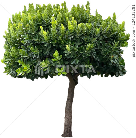 Isolated vibrant green tree with dense foliage and a sculpted canopy on a pure white background 124133281