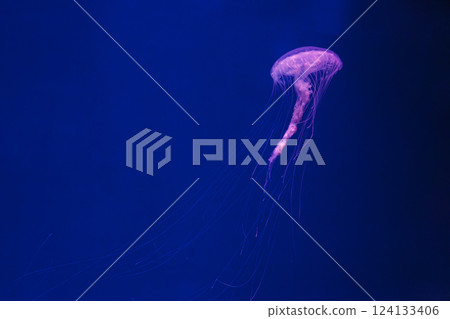 underwater photos of jellyfish chrysaora quinquecirrha jellyfish the atlantic sea nettle 124133406