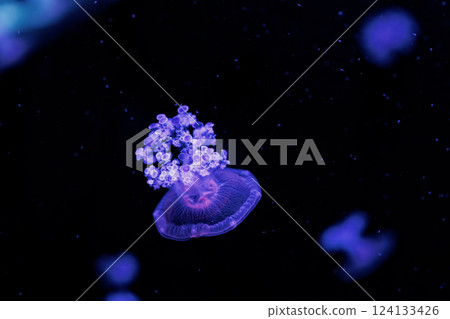 underwater photography jellyfish Cotylorhiza tuberculata, Mediterranean jellyfish underwater photography jellyfish Cotylorhiza tuberculata, Mediterranean jellyfish 124133426