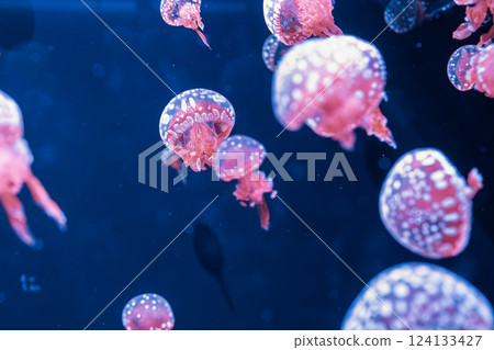 underwater photography jellyfish mastigias papua, spotted jelly, lagoon jelly, golden medusa 124133427