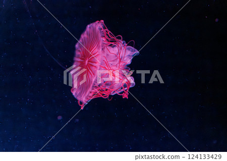underwater photography jellyfish chrysaora melanaster, Northern Sea Nettle or brown jellyfish 124133429