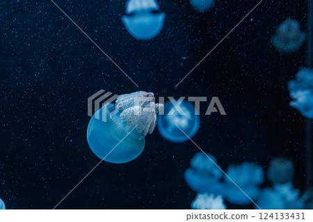 underwater photography jellyfish Blue Blubber Jelly, Catostylus mosaicus underwater photography jellyfish Blue Blubber Jelly, Catostylus mosaicus 124133431