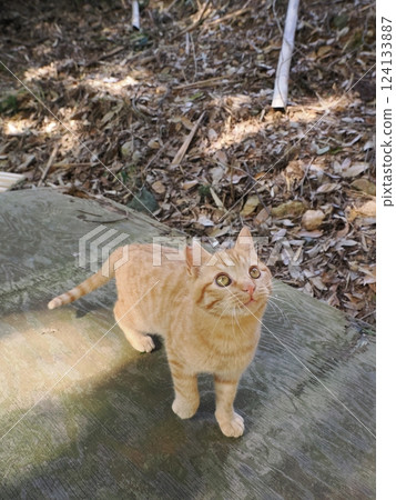 A cute kitten living in a bamboo grove 124133887