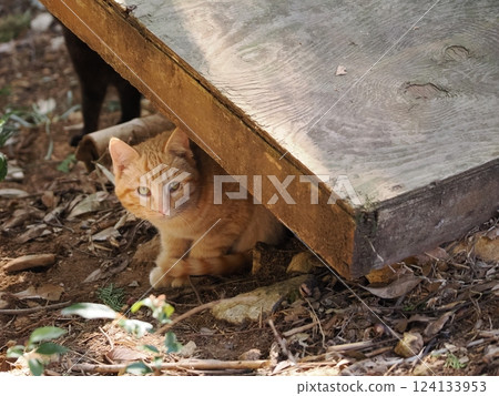 A cute kitten living in a bamboo grove A cute kitten living in a bamboo grove 124133953