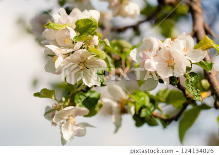 White apple blossoms bloom on a branch, spring awakening. White apple blossoms bloom on a branch, spring awakening. 124134026