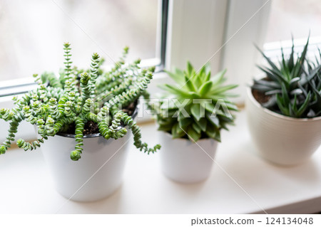 green succulent plants green succulent plants 124134048