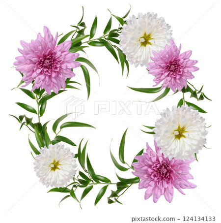 Green leaf of bridal creeper plant  and chrysanthemum buds on isolated background. Round wreath 124134133
