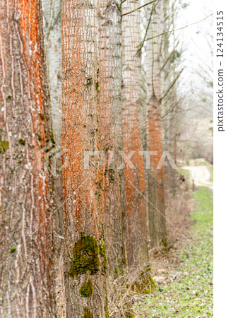 Nature. Trentepohlia algae growing on a tree in forest. Nature. Trentepohlia algae growing on a tree in forest. 124134515