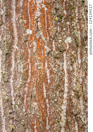 Nature. Trentepohlia algae growing on a tree in forest. Nature. Trentepohlia algae growing on a tree in forest. 124134517