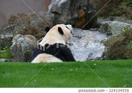 Shirahama Onsen: A relaxing experience for pandas Shirahama Onsen: A relaxing experience for pandas 124134558