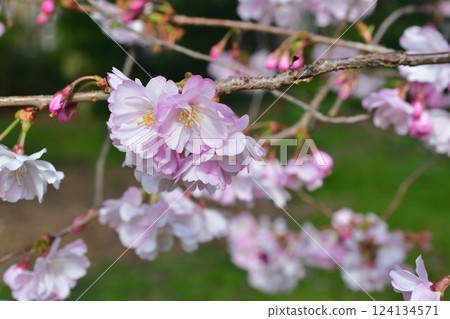 Cherry blossoms blooming in Parc Monceau, Paris, France, March 15, 2025. 124134571