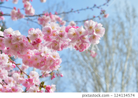 Cherry blossoms blooming in Parc Monceau, Paris, France, March 15, 2025. Cherry blossoms blooming in Parc Monceau, Paris, France, March 15, 2025. 124134574