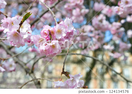 法國巴黎。蒙索公園櫻花盛開。拍攝於 2025 年 3 月 15 日。 法國巴黎。蒙索公園櫻花盛開。拍攝於 2025 年 3 月 15 日。 124134576