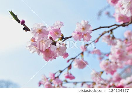Cherry blossoms blooming in Parc Monceau, Paris, France, March 15, 2025. Cherry blossoms blooming in Parc Monceau, Paris, France, March 15, 2025. 124134577