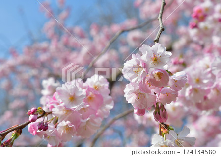 Cherry blossoms blooming in Parc Monceau, Paris, France, March 15, 2025. 124134580