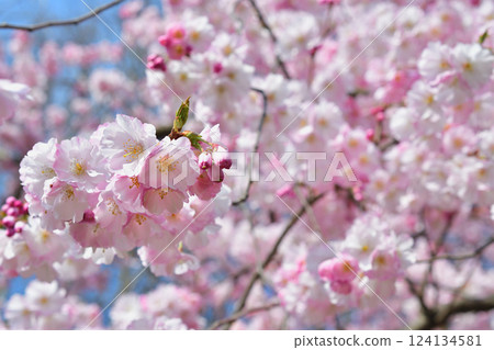 法國巴黎。蒙索公園櫻花盛開。拍攝於 2025 年 3 月 15 日。 法國巴黎。蒙索公園櫻花盛開。拍攝於 2025 年 3 月 15 日。 124134581