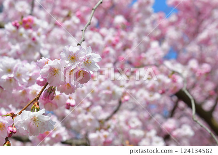 法國巴黎。蒙索公園櫻花盛開。拍攝於 2025 年 3 月 15 日。 124134582