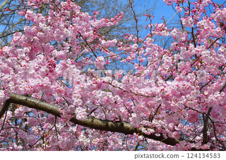 法國巴黎。蒙索公園櫻花盛開。拍攝於 2025 年 3 月 15 日。 法國巴黎。蒙索公園櫻花盛開。拍攝於 2025 年 3 月 15 日。 124134583