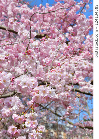 法國巴黎。蒙索公園櫻花盛開。拍攝於 2025 年 3 月 15 日。 法國巴黎。蒙索公園櫻花盛開。拍攝於 2025 年 3 月 15 日。 124134585