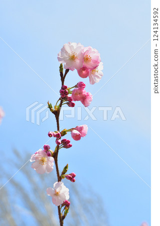 Cherry blossoms blooming in Parc Monceau, Paris, France, March 15, 2025. 124134592