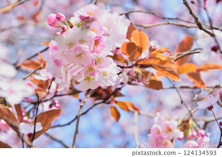 Cherry blossoms blooming in Parc Monceau, Paris, France, March 15, 2025. 124134593