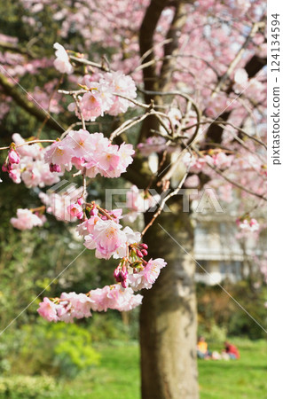 法國巴黎。蒙索公園櫻花盛開。拍攝於 2025 年 3 月 15 日。 法國巴黎。蒙索公園櫻花盛開。拍攝於 2025 年 3 月 15 日。 124134594