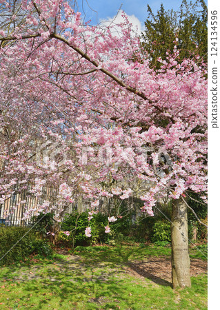 Cherry blossoms blooming in Parc Monceau, Paris, France, March 15, 2025. 124134596