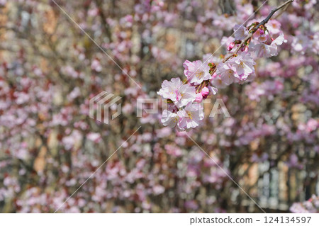 法國巴黎。蒙索公園櫻花盛開。拍攝於 2025 年 3 月 15 日。 124134597
