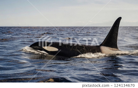 Mysterious wanderers of the depths, habits and routes of marine predators 124134670