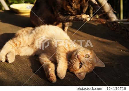 A cute kitten sleeping after getting tired from playing with toys 124134716
